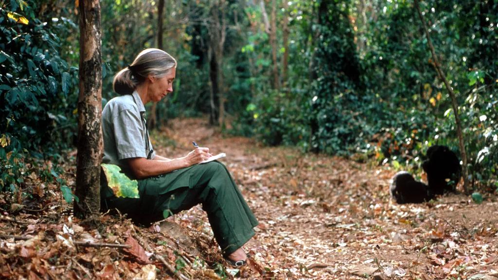 Jane Goodall sentada en el campo tomando notas