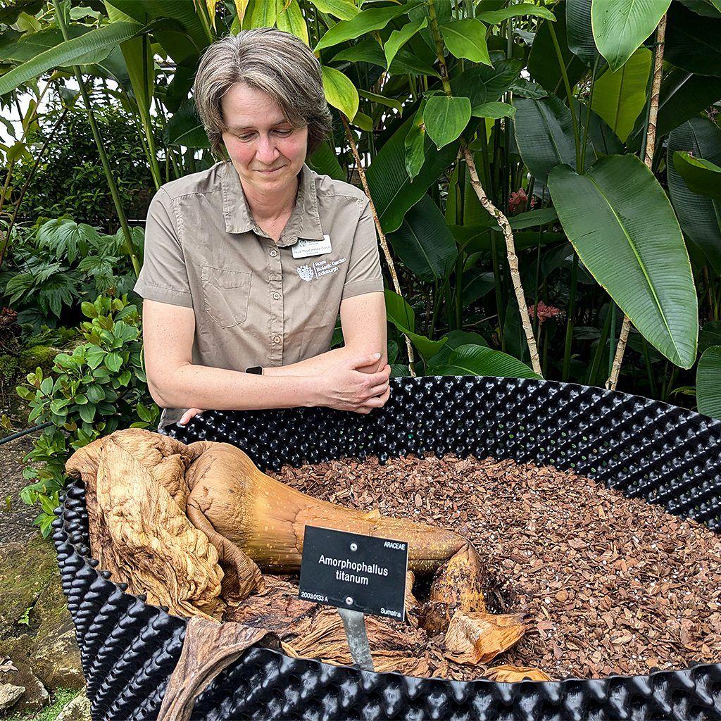 Paulina Maciejewska-Daruk ao lado da flor-cadáver New Reekie já murcha e amarronzada cerca de três semanas após a floração