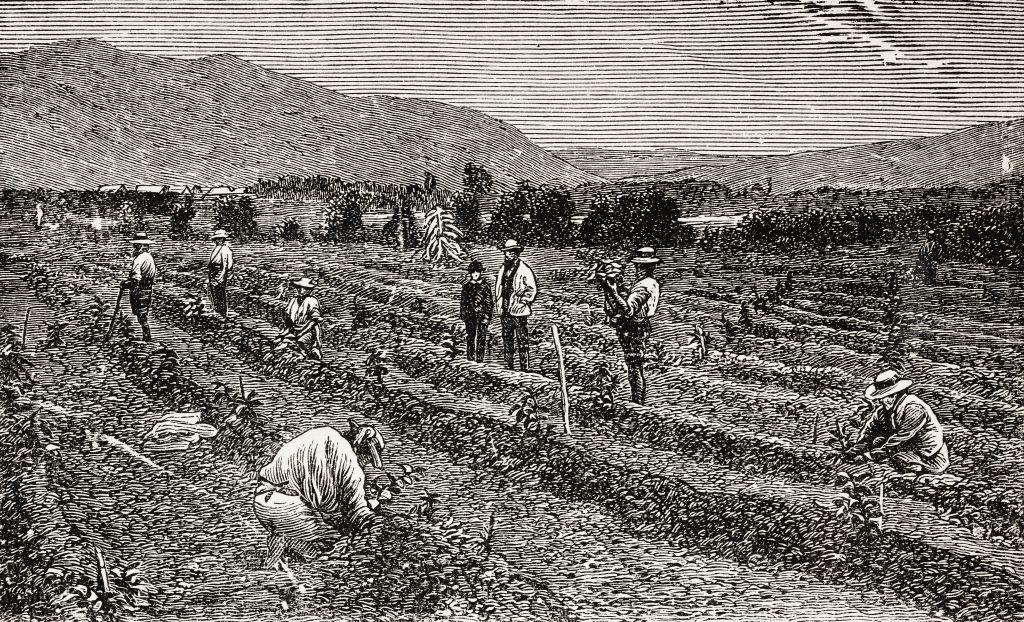Ilustración de una antigua plantación de café en Guatemala.