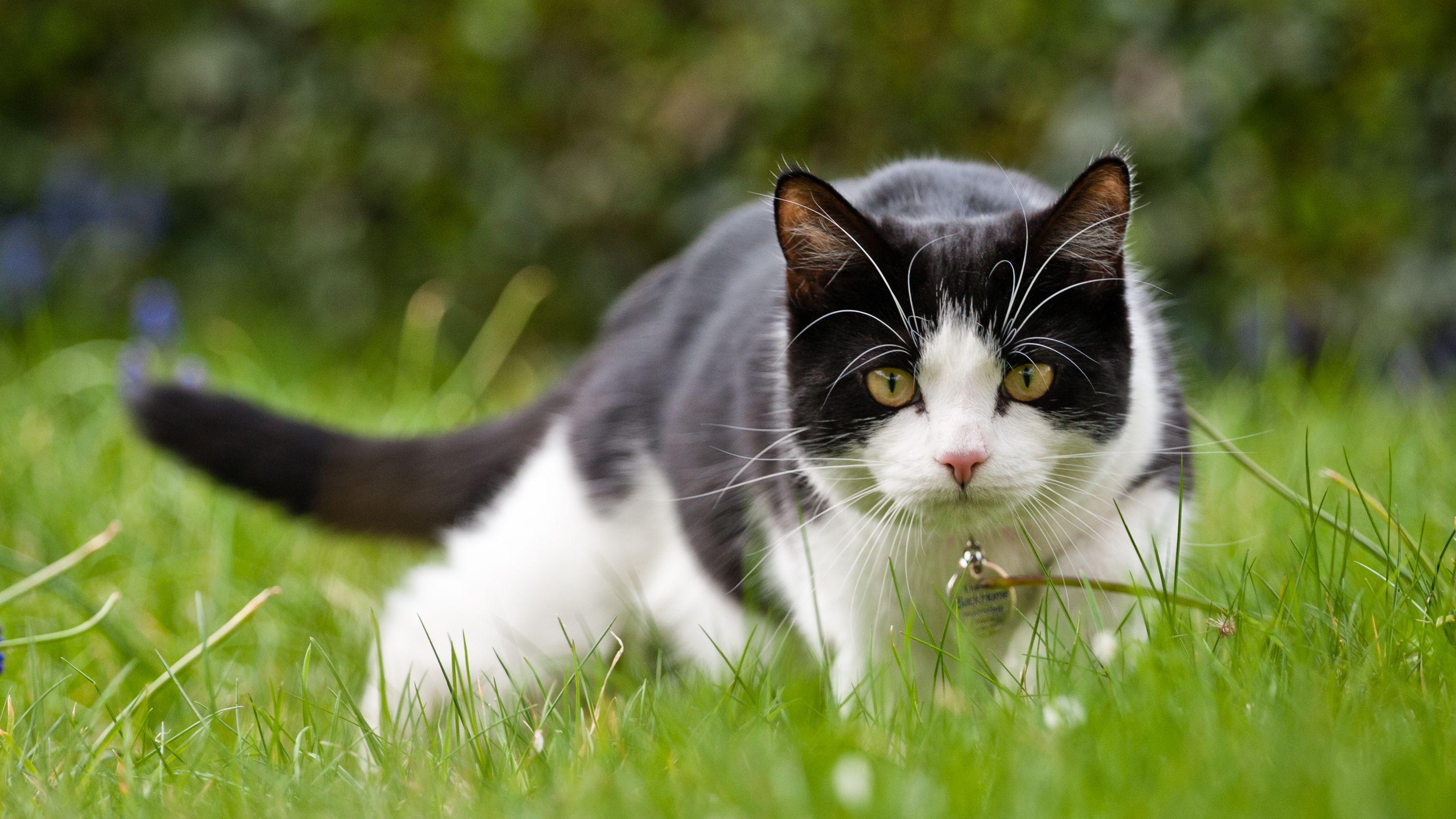 Gato doméstico preto e branco caçando em meio a gramado