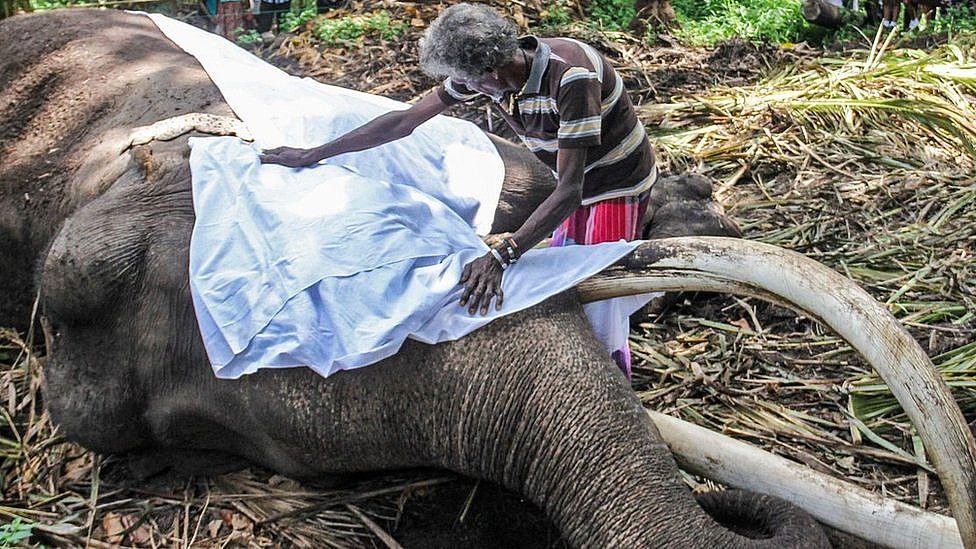Un elefante caído con un paño que le cubre el rostro