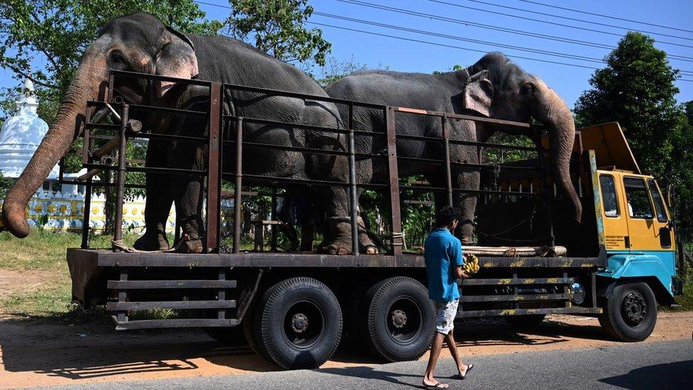 dois elefantes em uma caminhão
