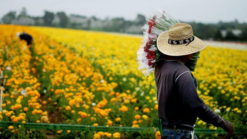 Latinoamerički farmer u slamnatom šeširu, tamno sivoj majici dugih rukava i u farmerkama drži gomilu sveže ubranog cveća na pozadini živopisnog cveća u polju u Karlsbadu u Kaliforniji