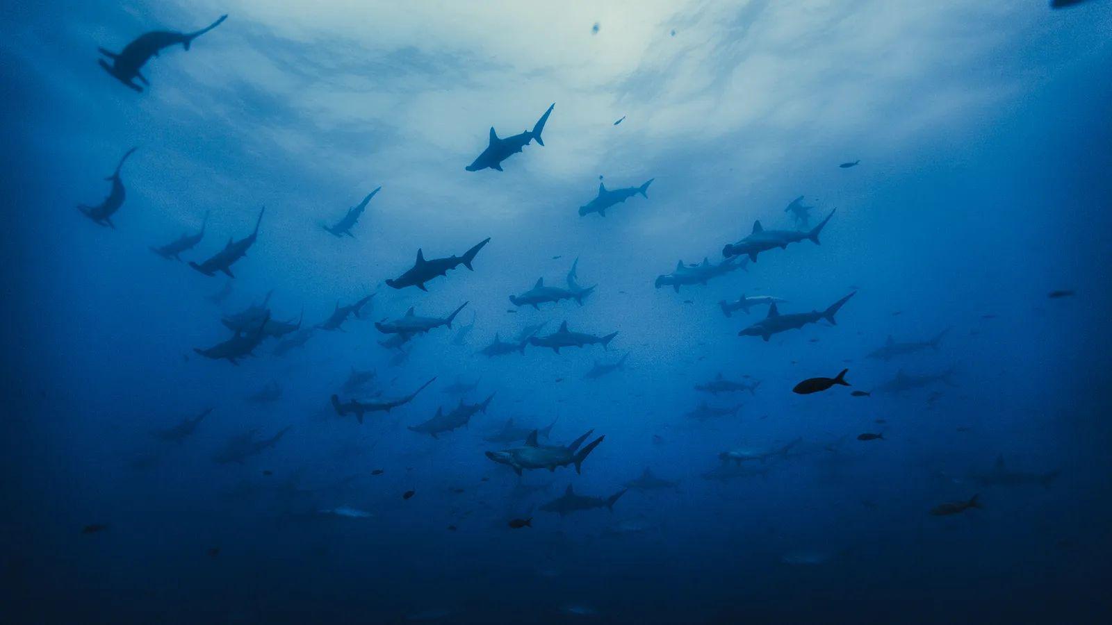 Muchos tiburones martillo