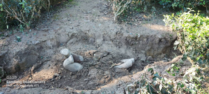 Una cría de elefante enterrada.