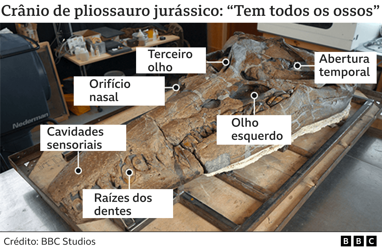 Crânio de pliossauro jurássico