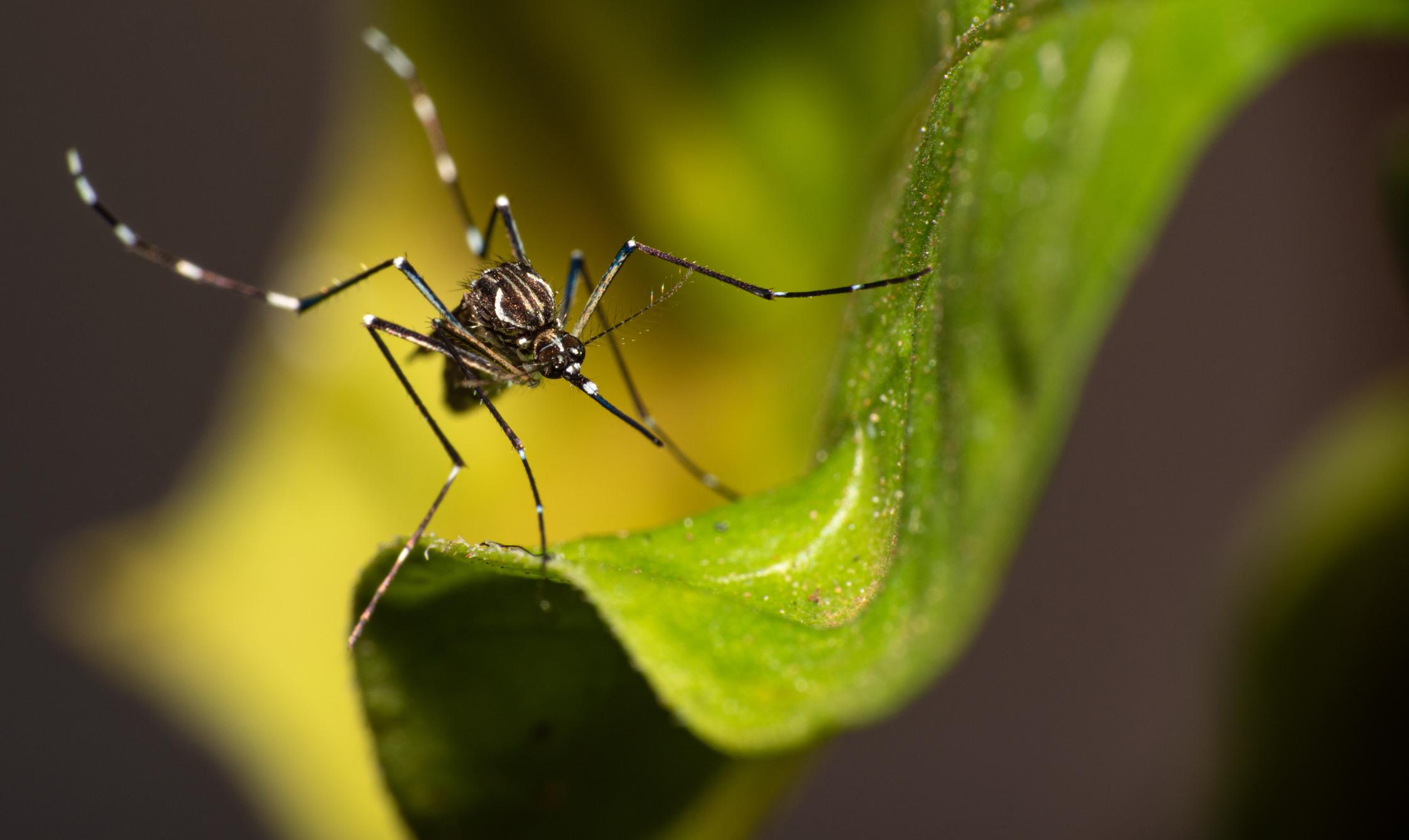 Aedes aegypti pousado em uma folha