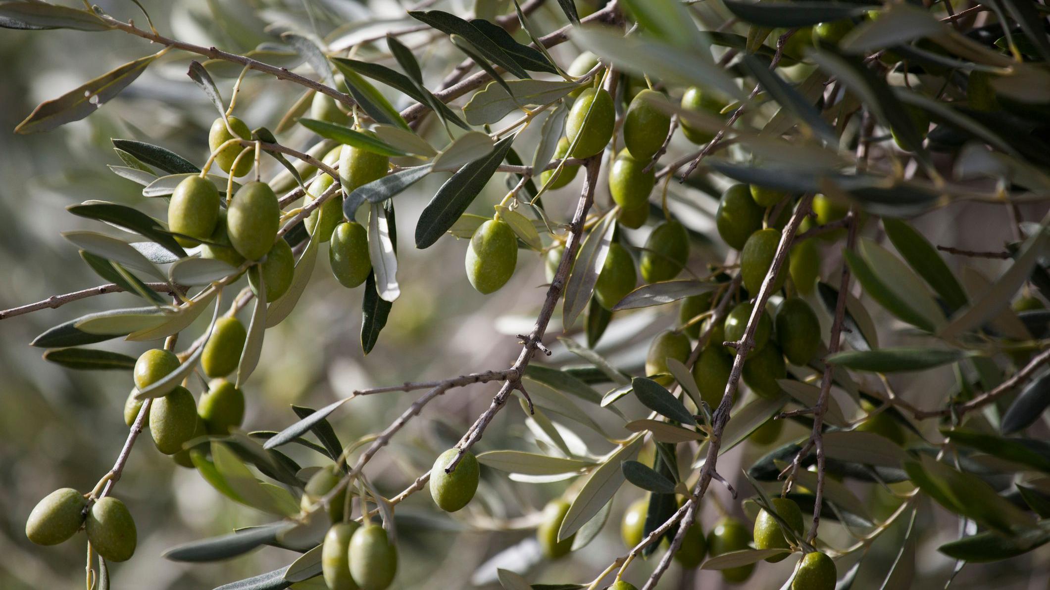 Oliveira carregada com azeitonas verdes