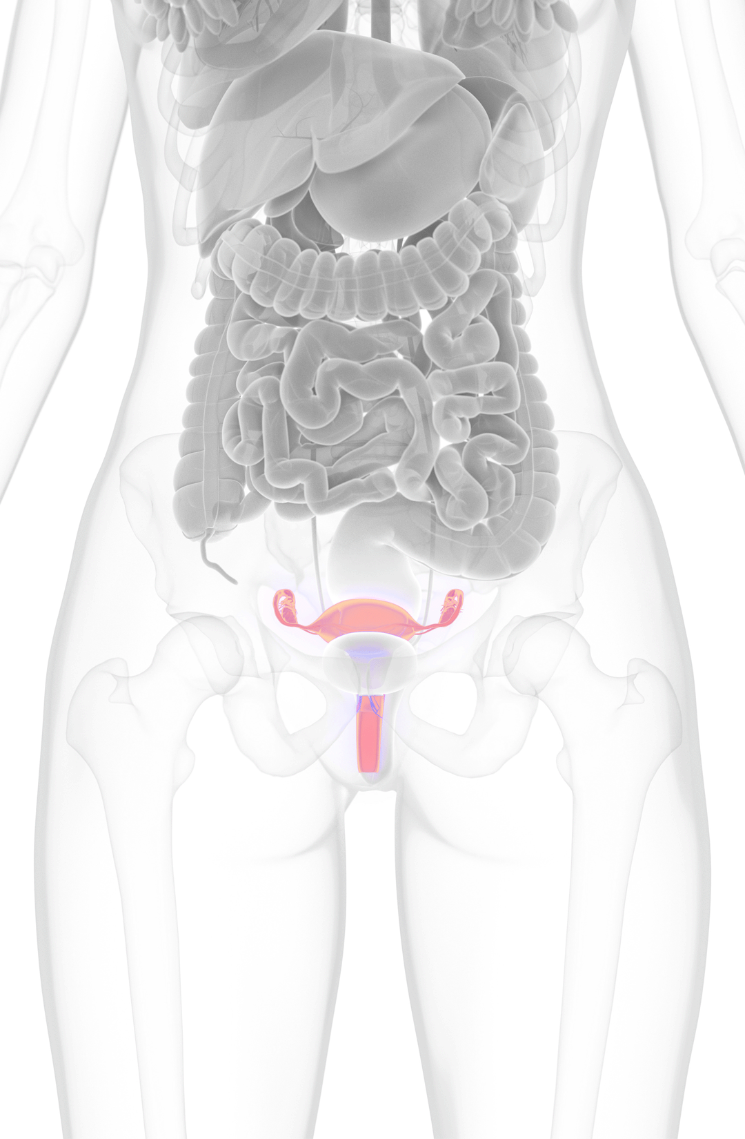 Imagen del útero en una ilustración