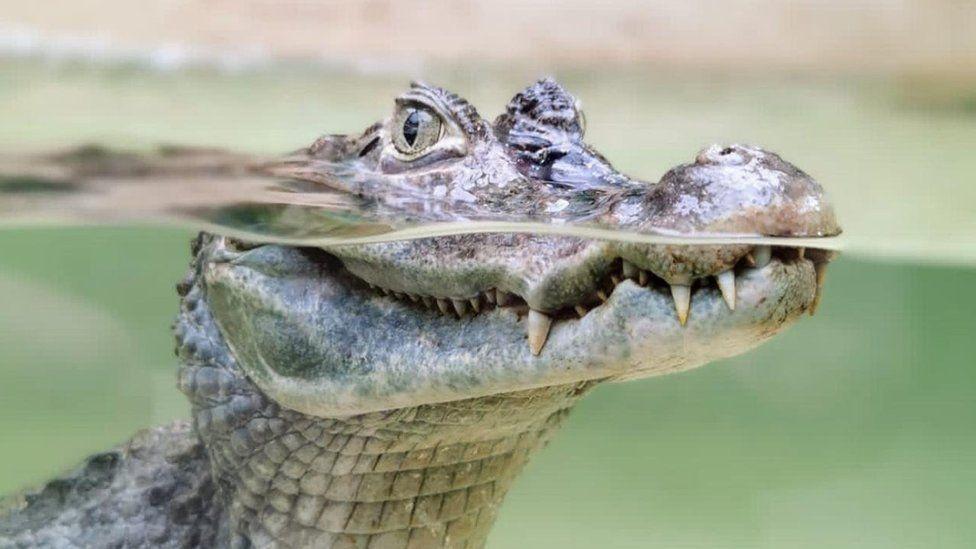 Un cocodrilo navegando en su estanque