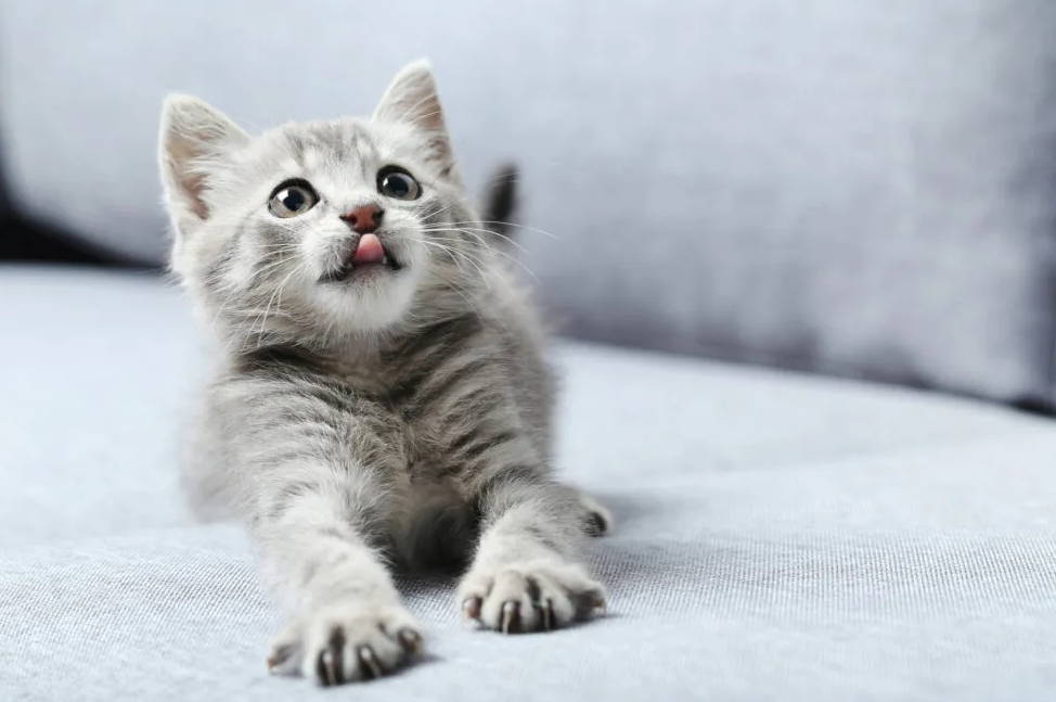 แมวบางตัวส่งเสียงกรนครืดคราดแสดงความพึงพอใจ เมื่อได้นวดของนุ่มนิ่มเหมือนตอนดูดนมแม่ในวัยเด็ก