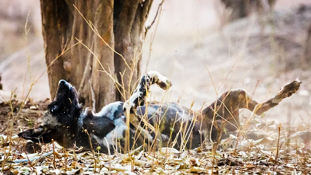 Cachorro rolando no meio da floresta