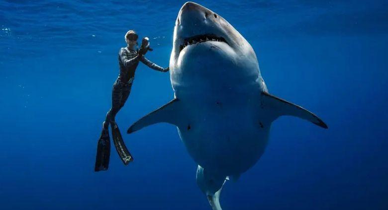 mergulhador e tubarão