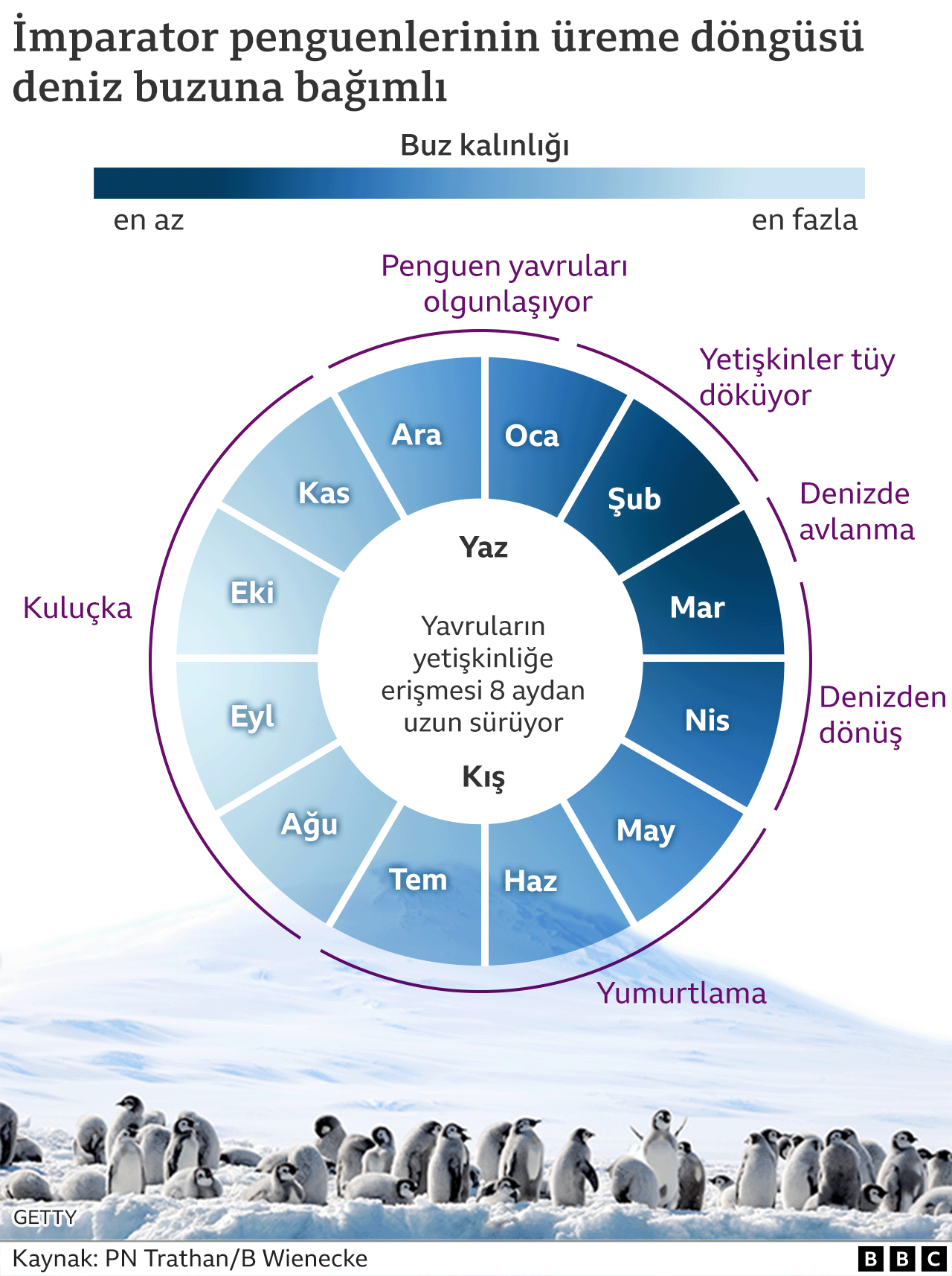 Yavruların hayatta kalmak için 8-9 aylık deniz buzuna ihtiyaçları var