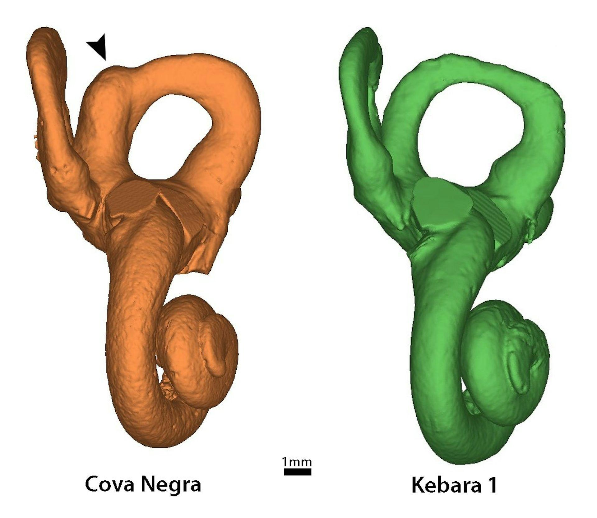 Reconstrução 3D do ouvido interno da Cova Negra, comparado com um Neandertal do sítio de Kebara (Israel); destacando a patologia mais visível do primeiro 