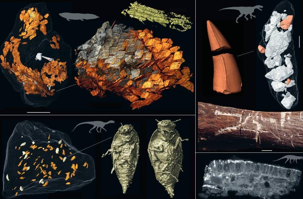 Imágenes 3D de los insectos hallados en las heces fosilizadas