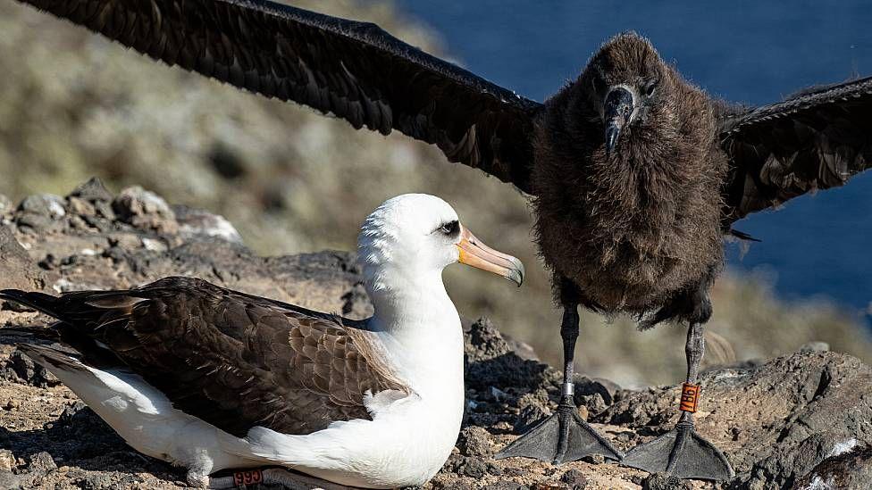 Pollito de cuatro meses con sus padres adoptivos