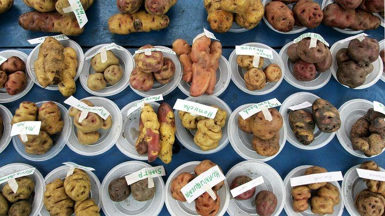 تعمل حكومة بيرو مع المجتمعات الأصلية لحماية التراث الوراثي للبطاطس