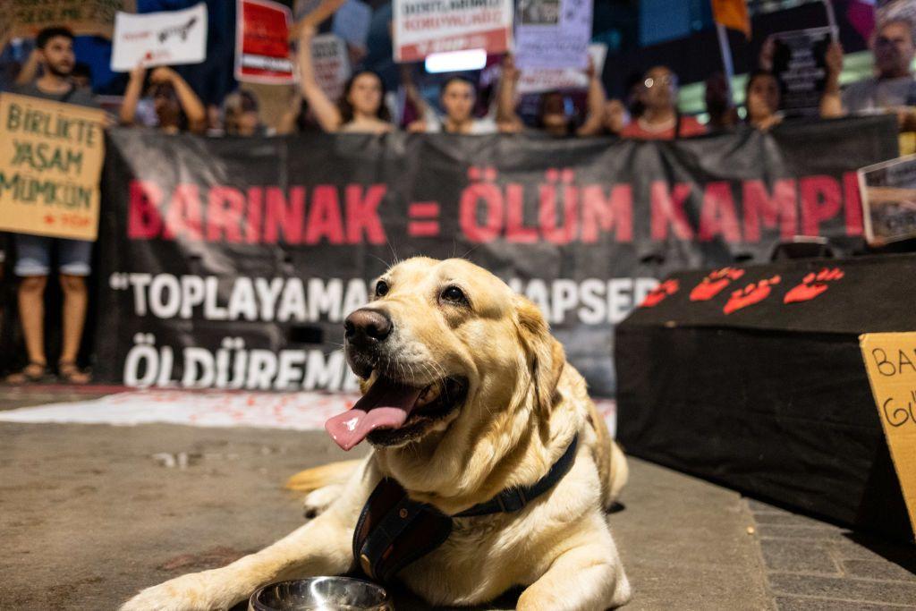 Para pengunjuk rasa membawa spanduk menentang undang-undang baru tersebut dengan seekor anjing di depan mereka.