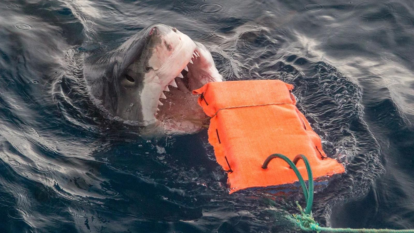Tubarão atacando uma boia com seus dentes