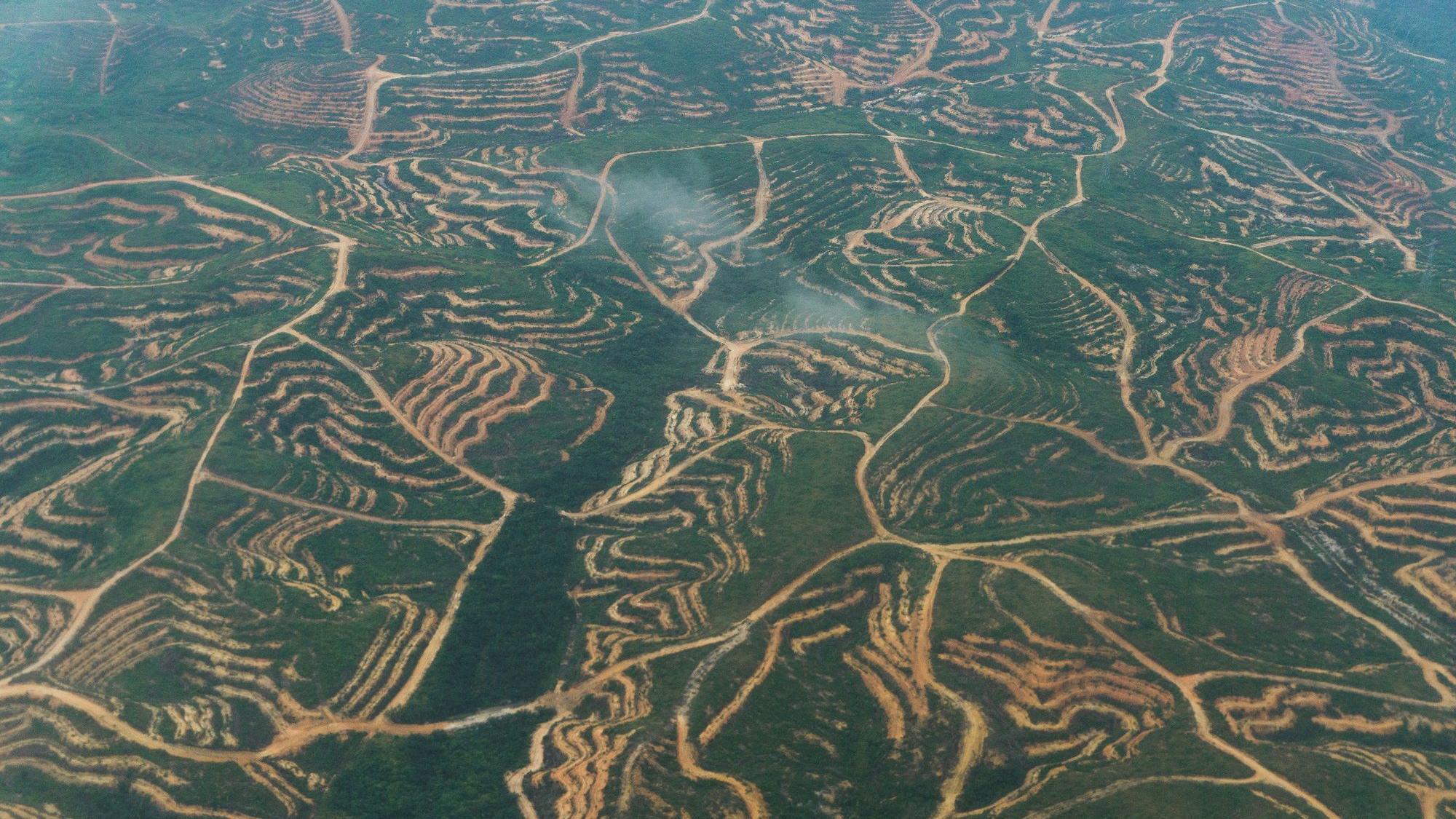 Ilustrasi hutan gundul karena pembukaan lahan untuk perkebunan kelapa sawit di Kalimantan Timur.