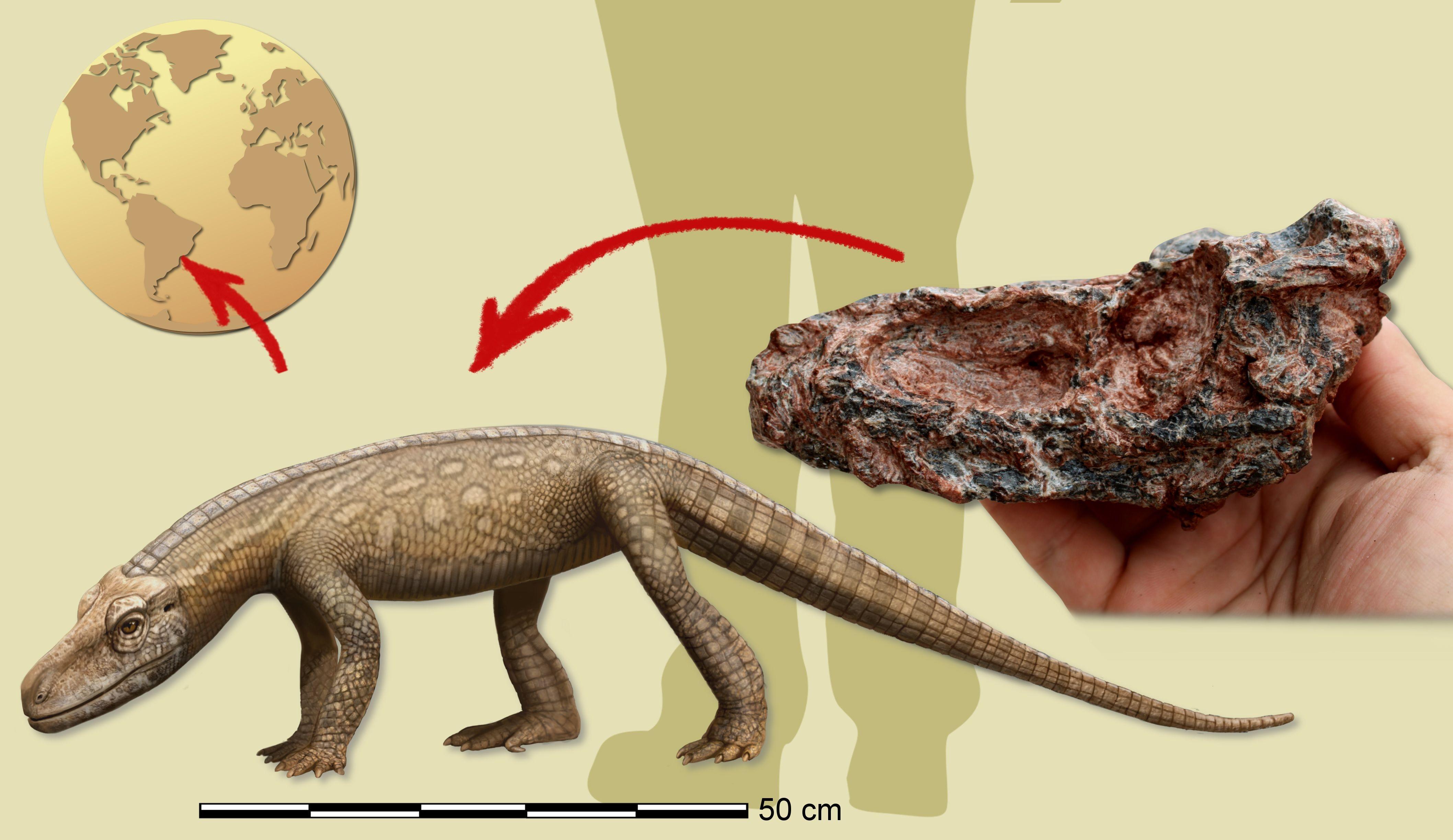 Parvosuchus aurelioi (infográfico) (reconstrução em vida por Matheus Fernandes Gadelha).jpg
