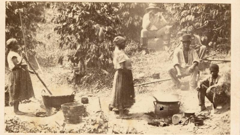 Escravos trabalham em plantação de café no Brasil
