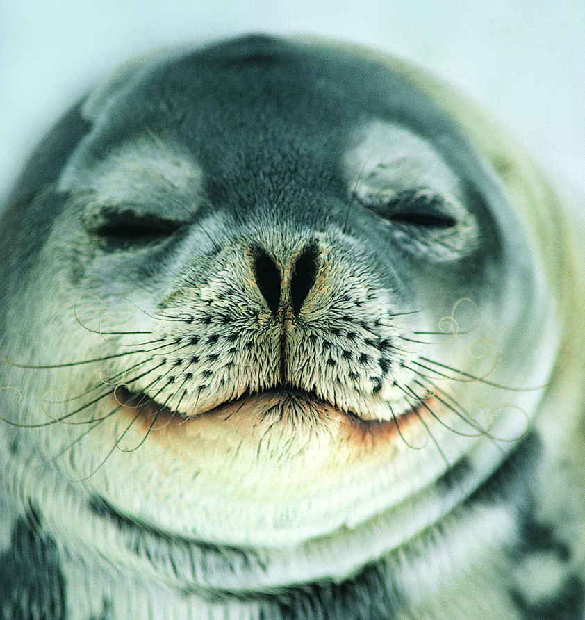 Foca com os olhos semicerrados e o focinho voltado para a câmera