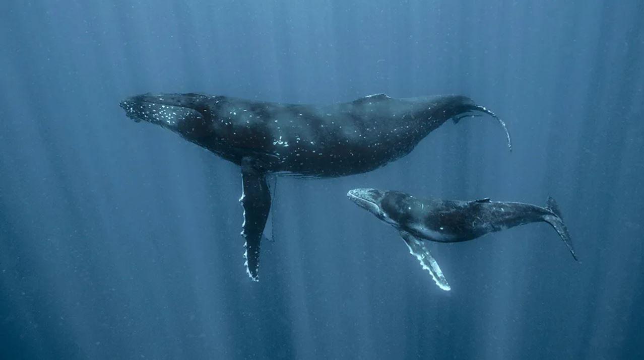 어미 혹등고래와 새끼 혹등고래  