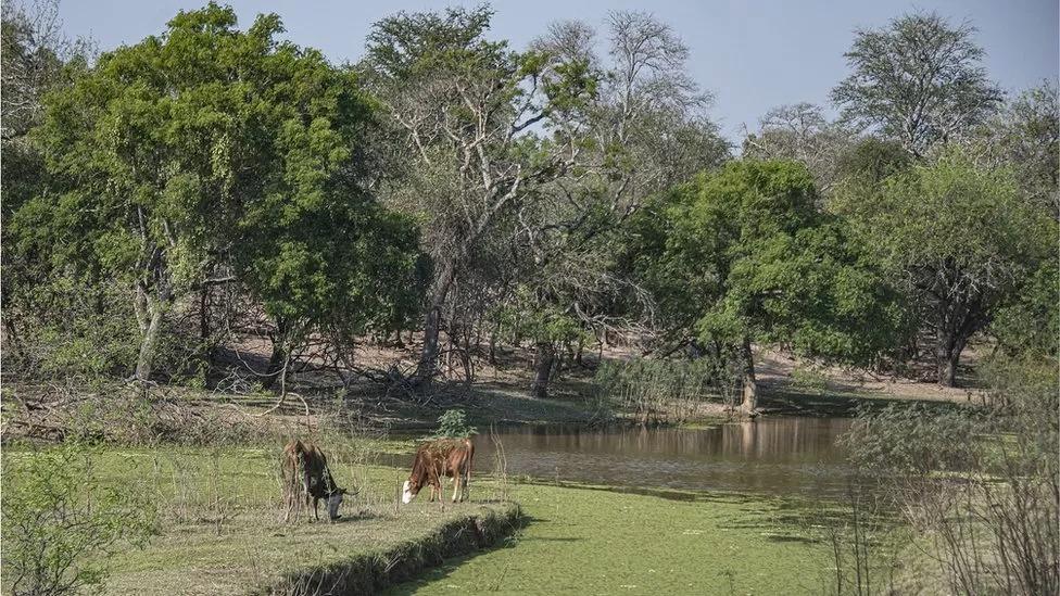 Paisagem do Chaco