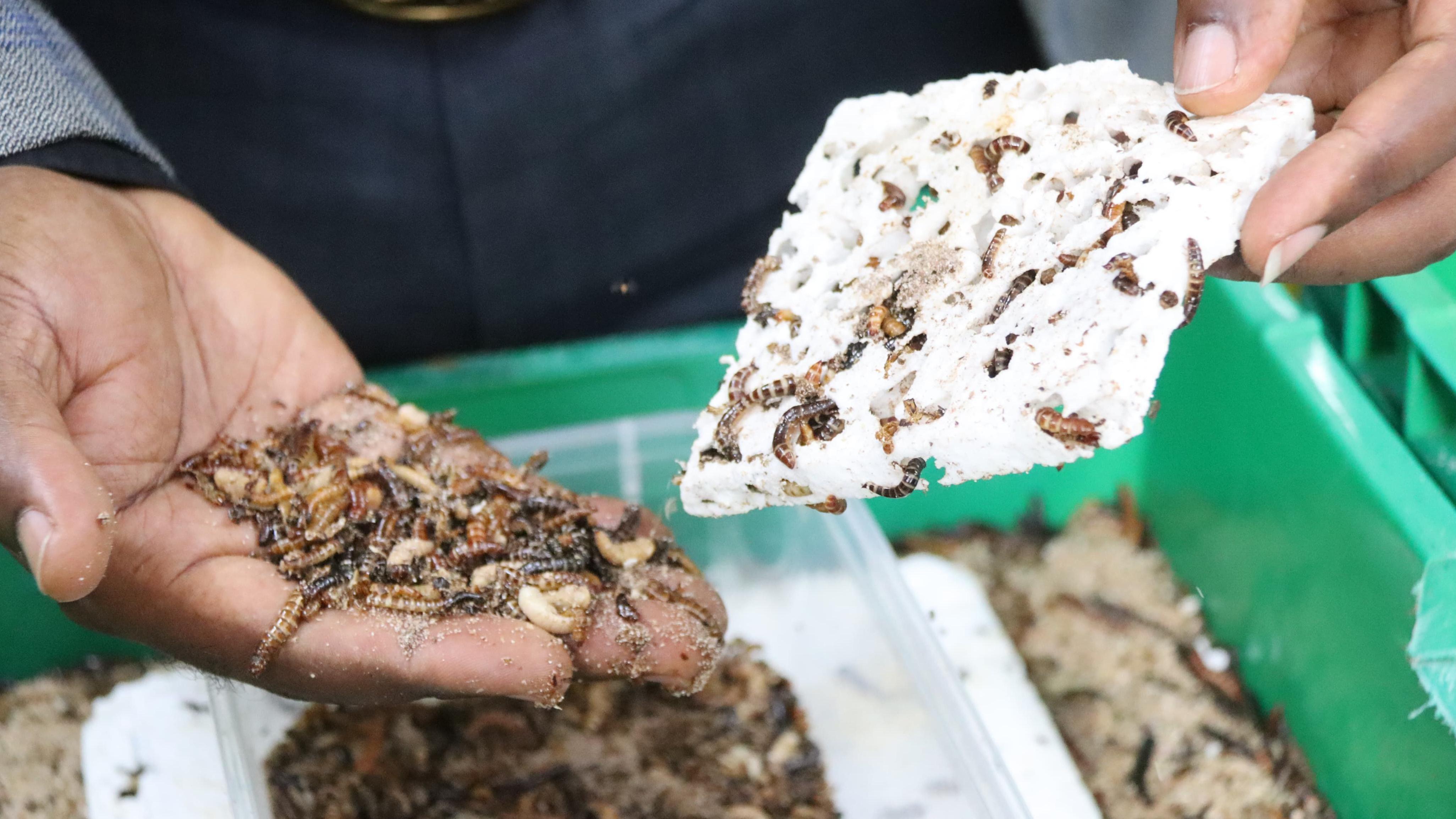 Several brown dark lesser mealworm larvae being held in a hand, while some more worms are seen on a white Styrofoam plastic