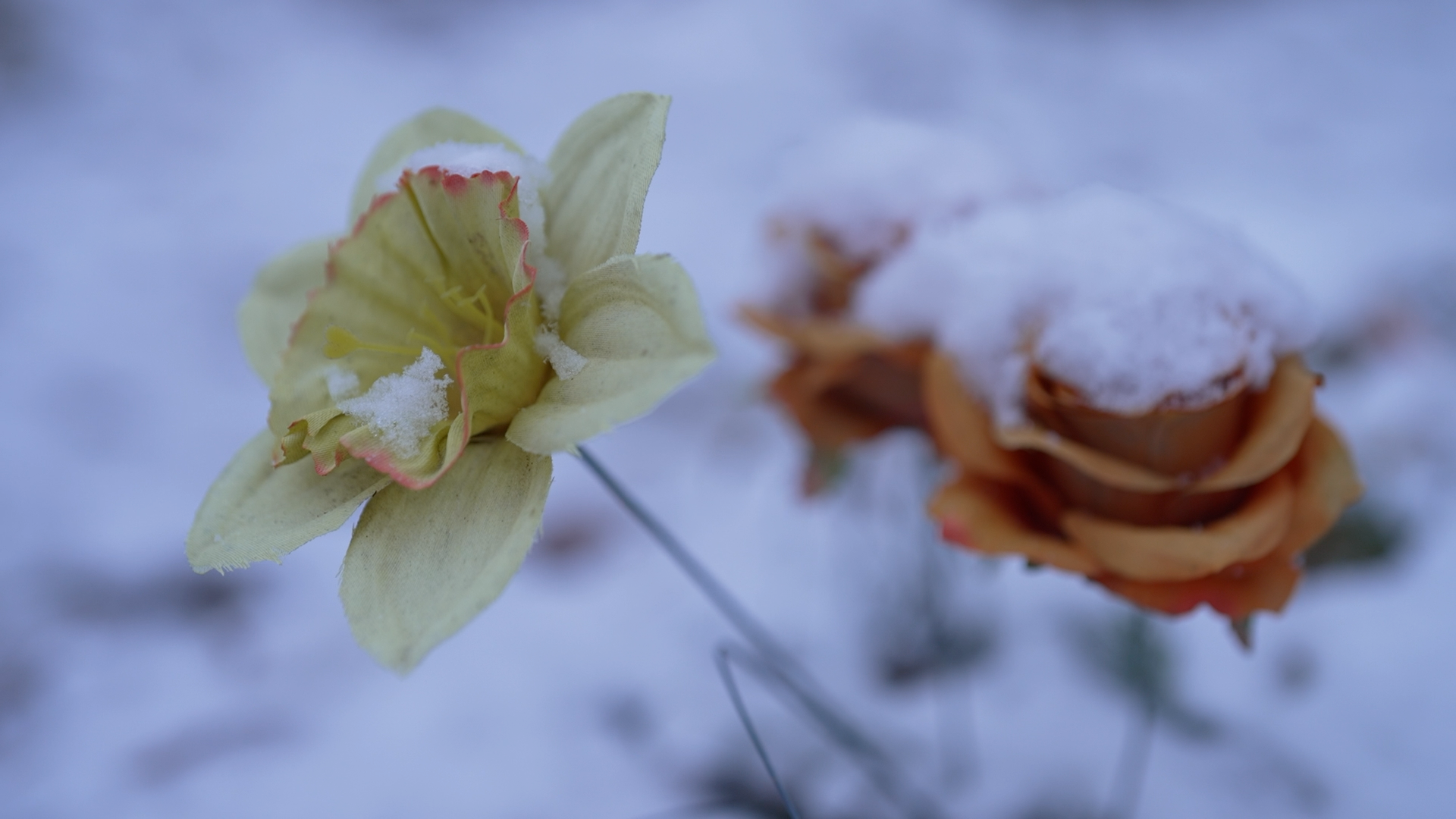 two flowers covered in snow