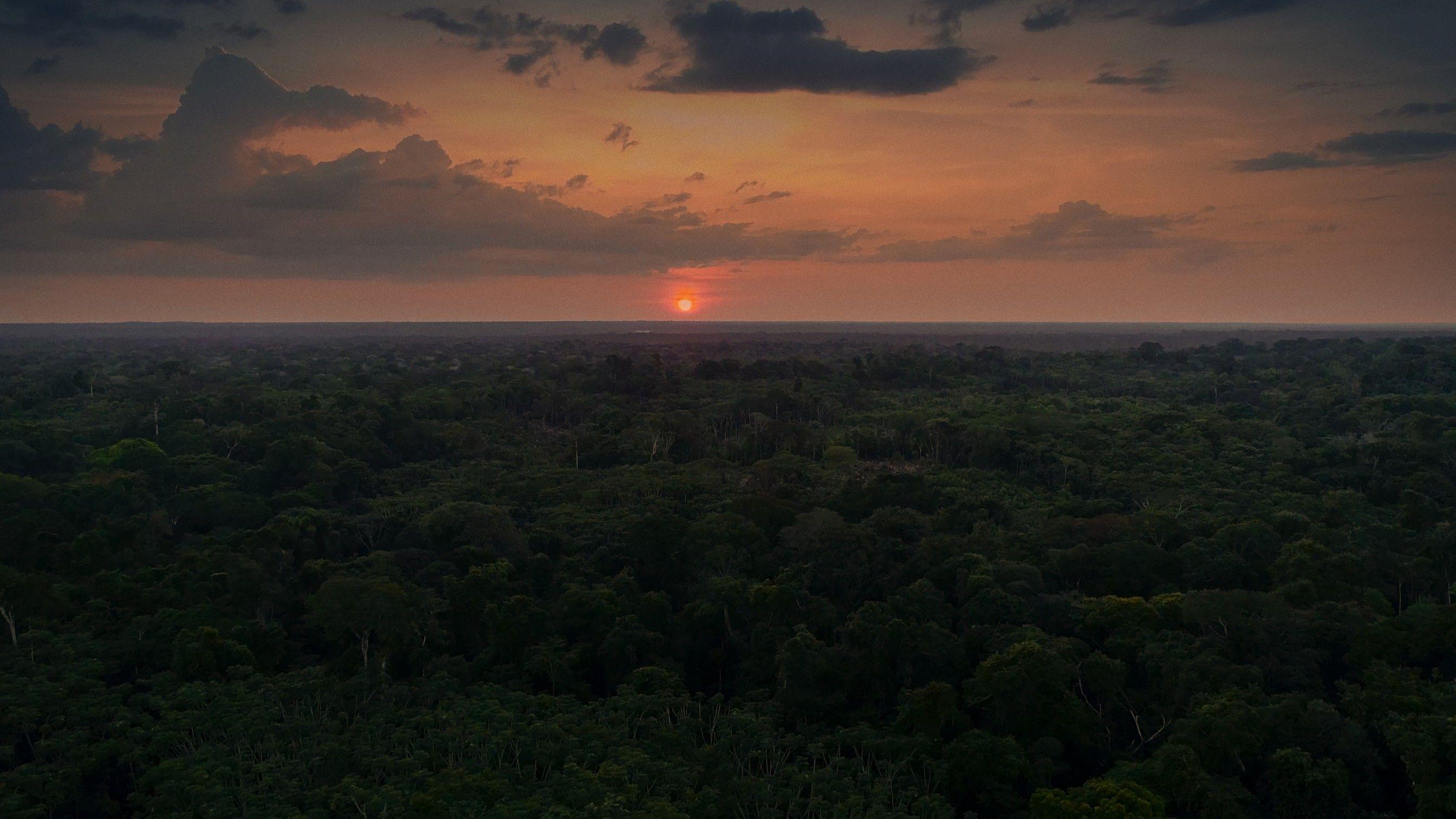 Toma aérea de la selva donde se encontraban los niños. 