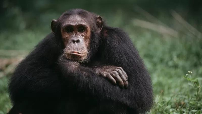 Gambar simpanse