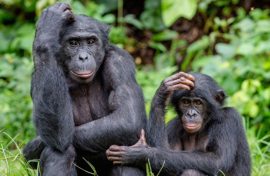 ลิงโบโนโบมีพฤติกรรมช่วยตนเองบ่อยครั้งเช่นกัน