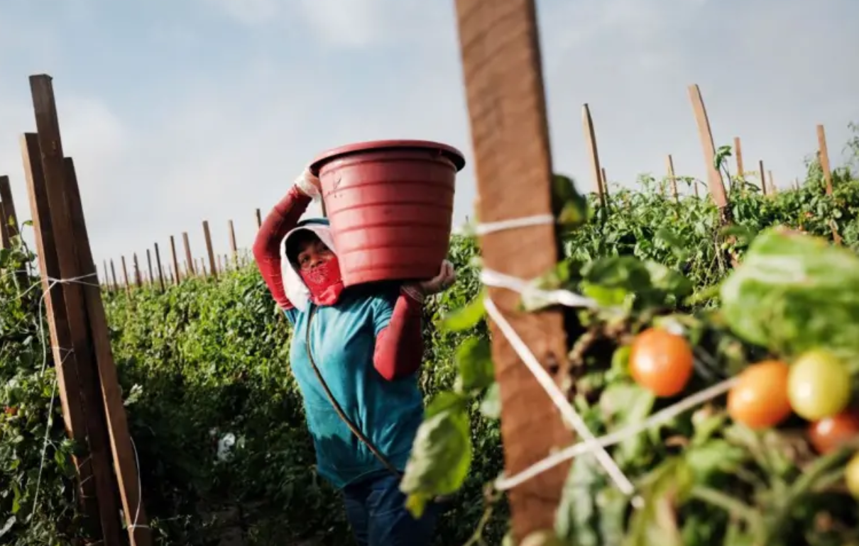 Uma trabalhadora agrícola nos EUA 