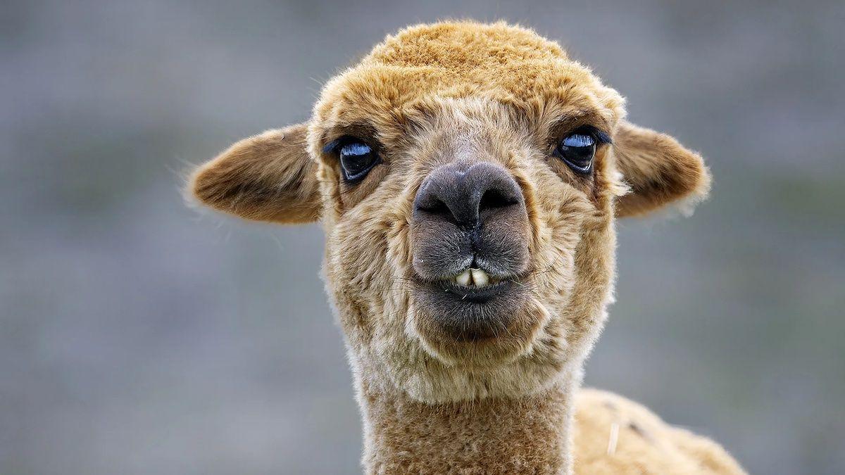 lama