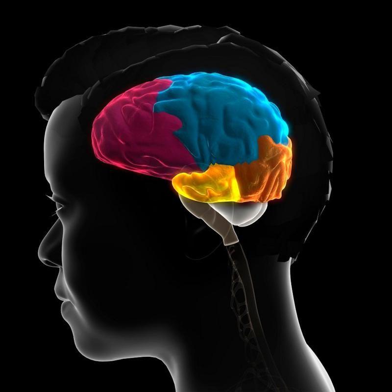 El lóbulo frontal del cerebro se puede ver en rosado, el lóbulo parietal en azul, el lóbulo occipital en naranja y el lóbulo temporal en amarillo.