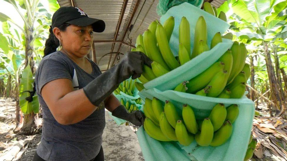 Mulher colhendo cacho de banana verde