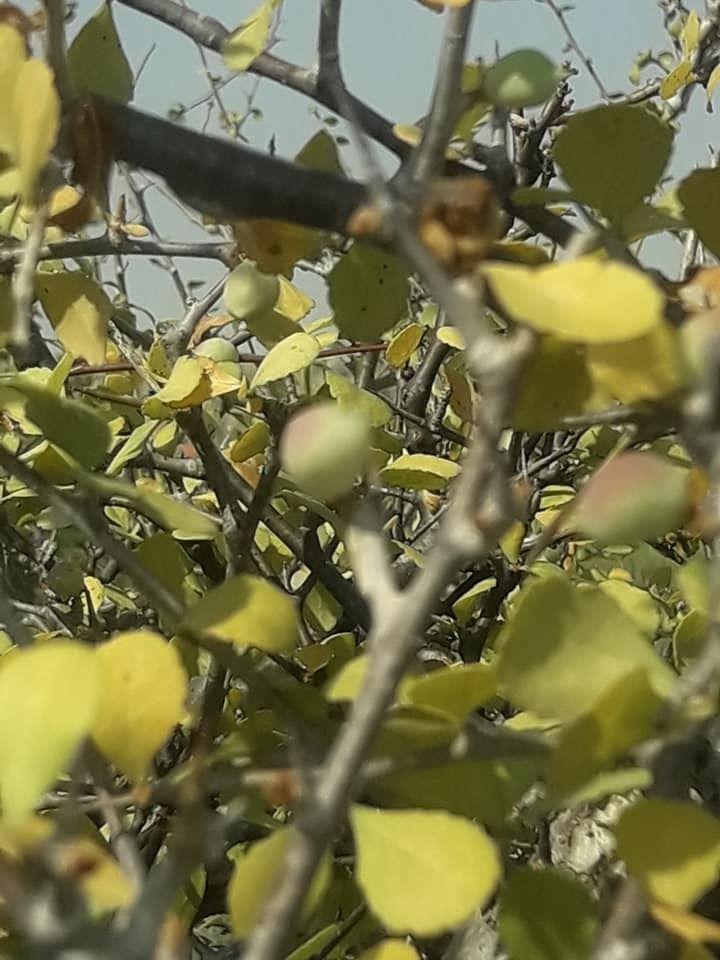پاکستان