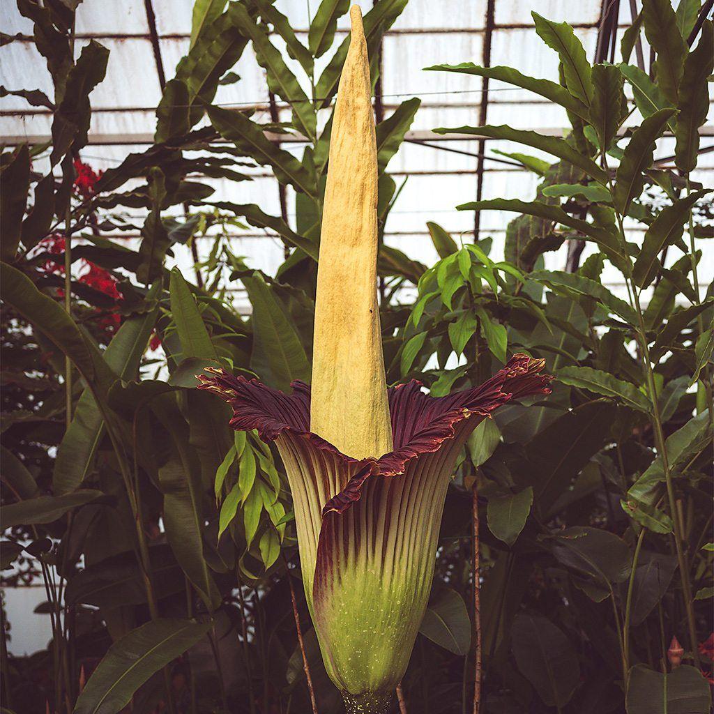 Flor-cadáver escocesa em viveiro de plantas