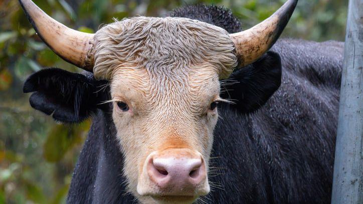 Sapi gunung dianggap sakral oleh masyarakat adat di Arunachal Pradesh, India.