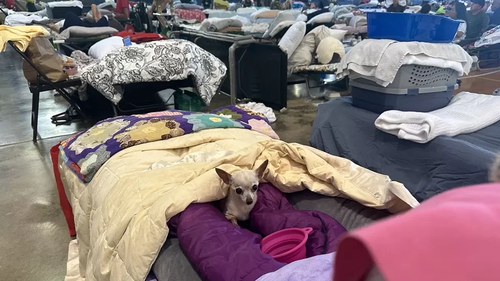 Cachorro Tiny deitado na cama de um dos abrigos no Havaí