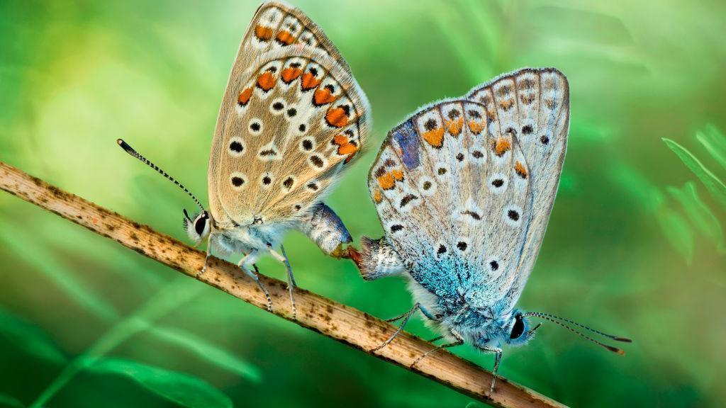 Dos mariposas en una rama