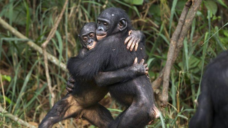 chimpances abranzándose 