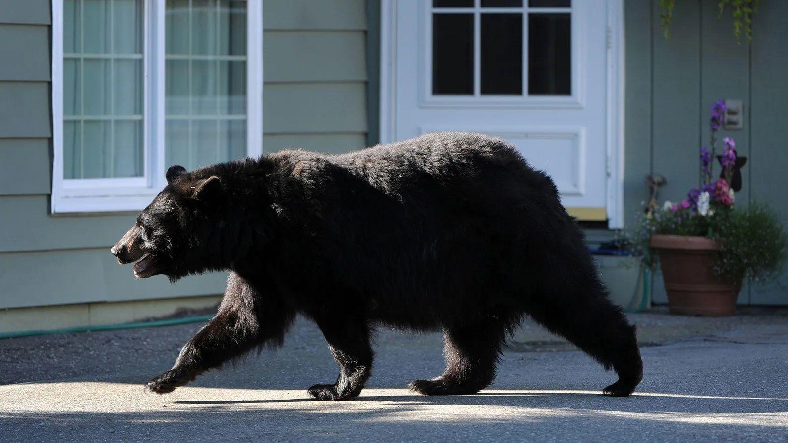 Urso passando em frente a uma casa