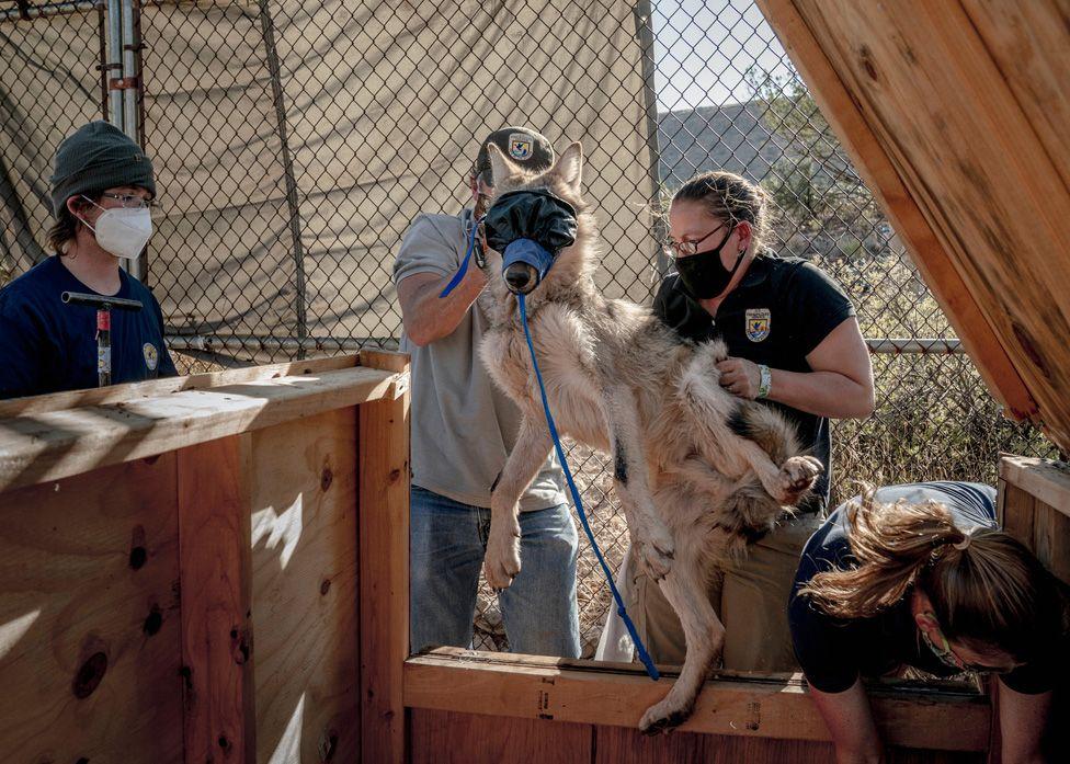 뉴멕시코주 카발로에 위치한 사다리 목장에서 멕시코 회색 늑대가 시각적 자극을 줄이고, 미국 연방 야생동물 관리국 (USFWS) 생물학자인 브래디 맥기, 멜리사 크레치안, 마가렛 드와이어에 의해 잘 다뤄질 수 있도록 포획 상자 안에 넣고 입마개를 씌웠다. 멕시코 회색 늑대 회복 프로그램의 일환이다.