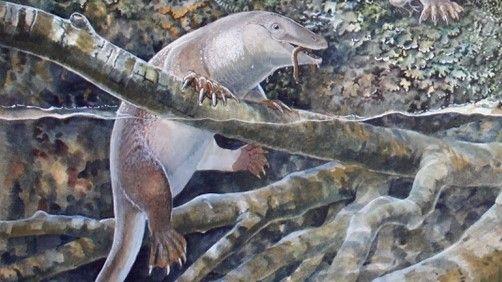 Australian scientists discover ancient echidnapus