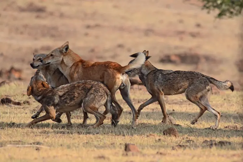 Um híbrido de lobo e cão com uma matilha de lobos