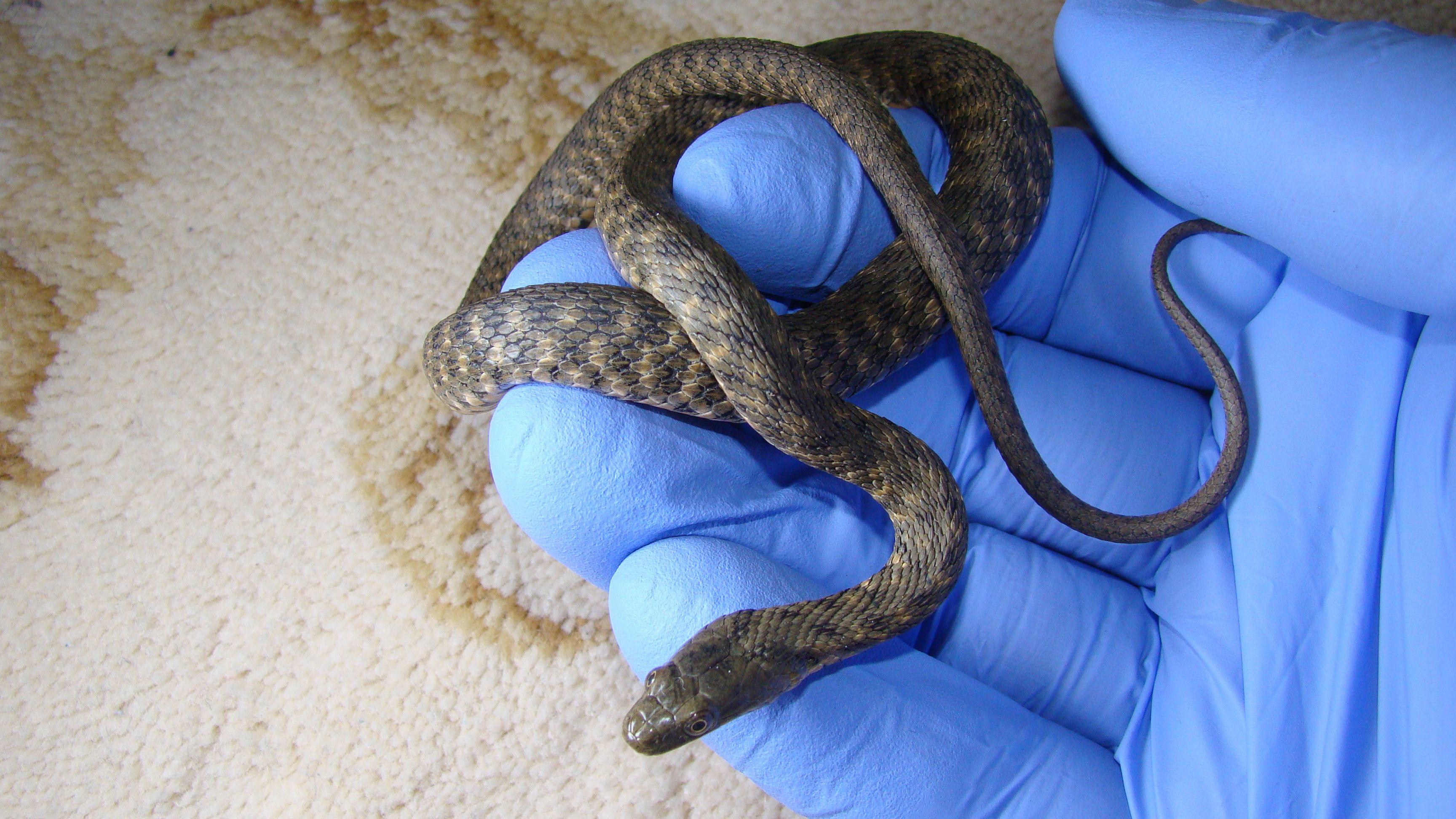 snake